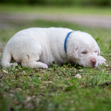 blue collar puppy